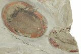 Harpides With Two Asaphellus Trilobites - Fezouata Formation #213181-3